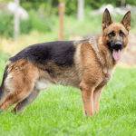 German-Shepherd-dog-Alsatian