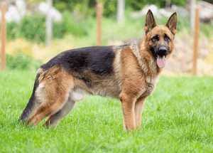 German-Shepherd-dog-Alsatian