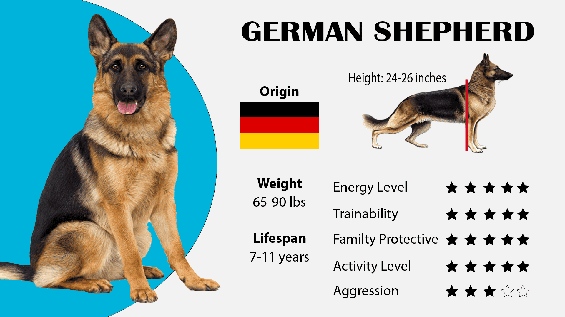 German shepherd Dog Breed